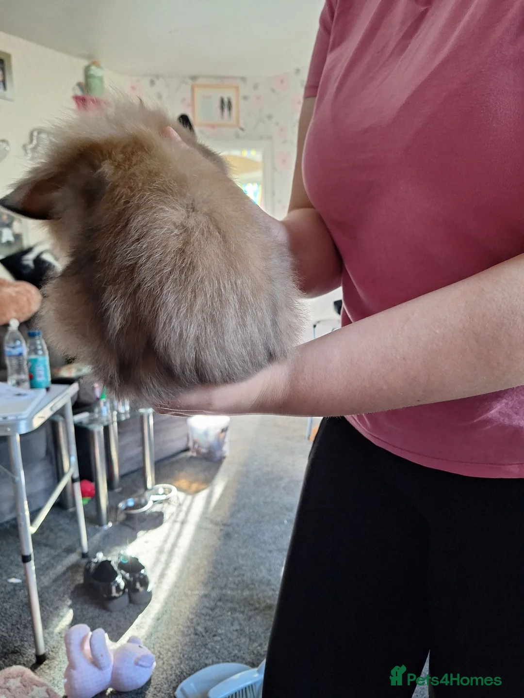 Mini Lion Lop rabbits for sale: 12 wk old little girl - Advert 2