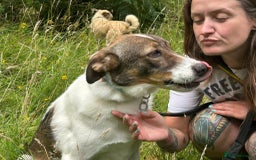 Mixed Breed dogs for adoption: Eddie - Norwich Norfolk  - Image 18