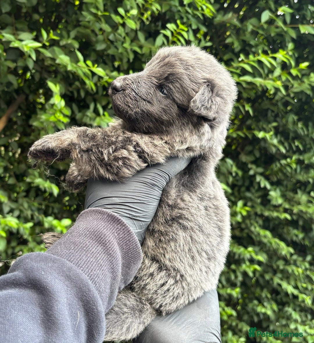 German Shepherd dogs for sale: Blue German shepherd puppies - Image 1