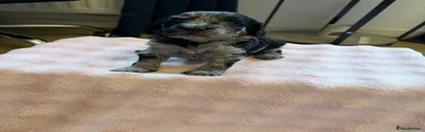 Cockapoo 5