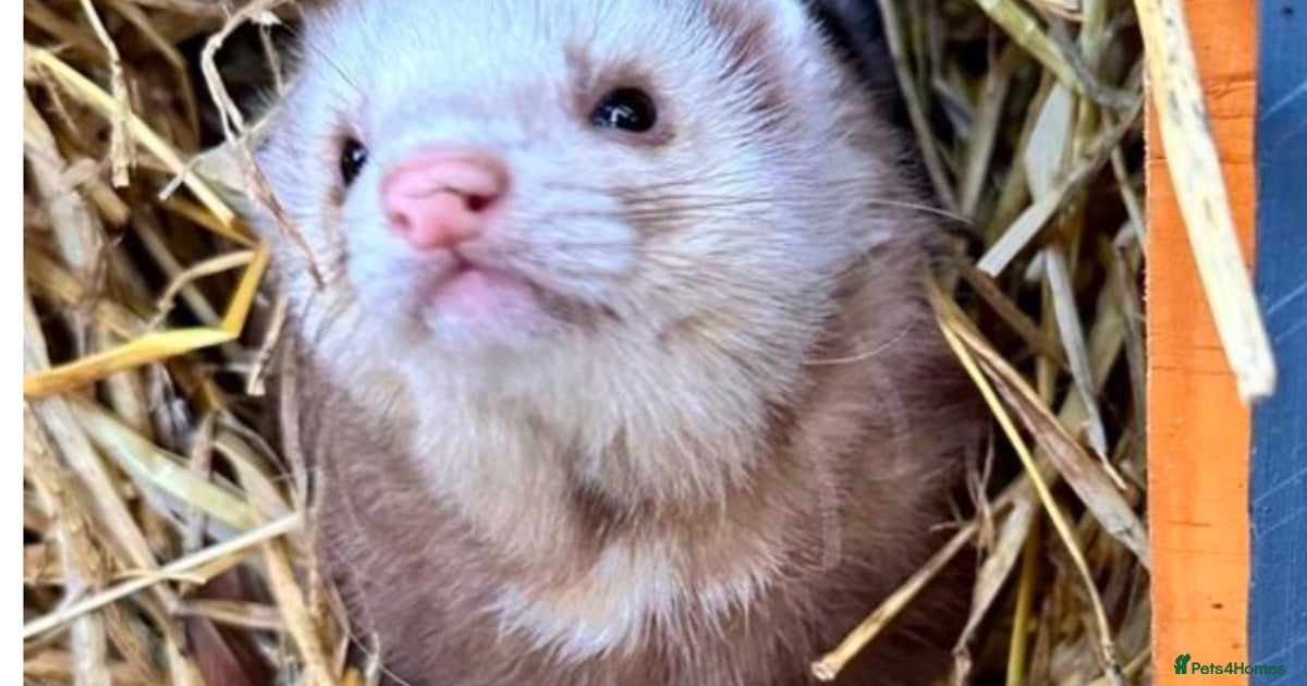 Sammy the Ferret (Sandy Colour) for sale in Brough | Pets4Homes
