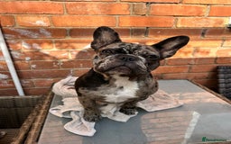 French Bulldog dogs for sale: Female merle frenchie  - Image 3