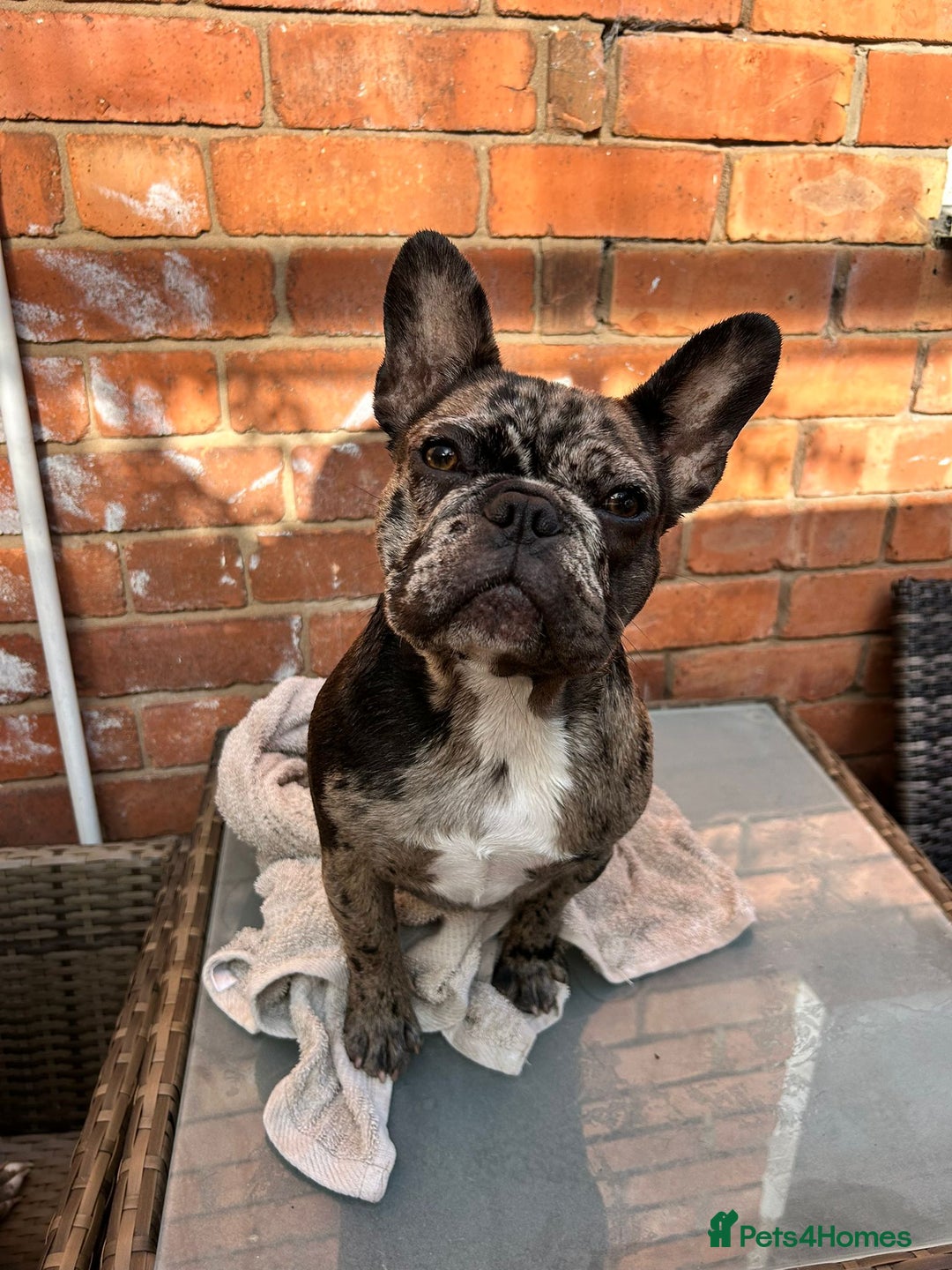 French Bulldog dogs for sale: Female merle frenchie  - Image 3