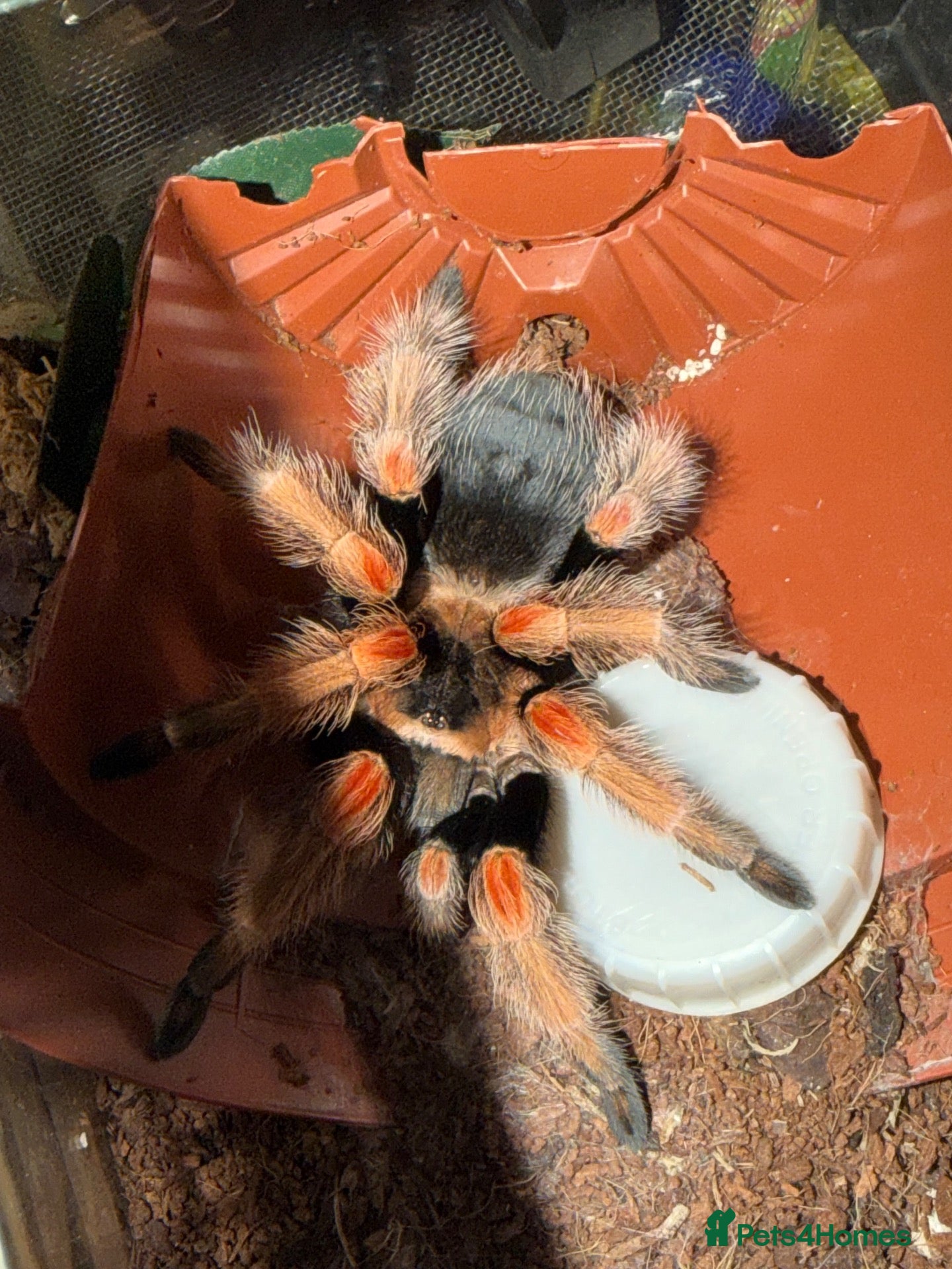 Tarantulas invertebrates Tarantulas for sale - Advert 1