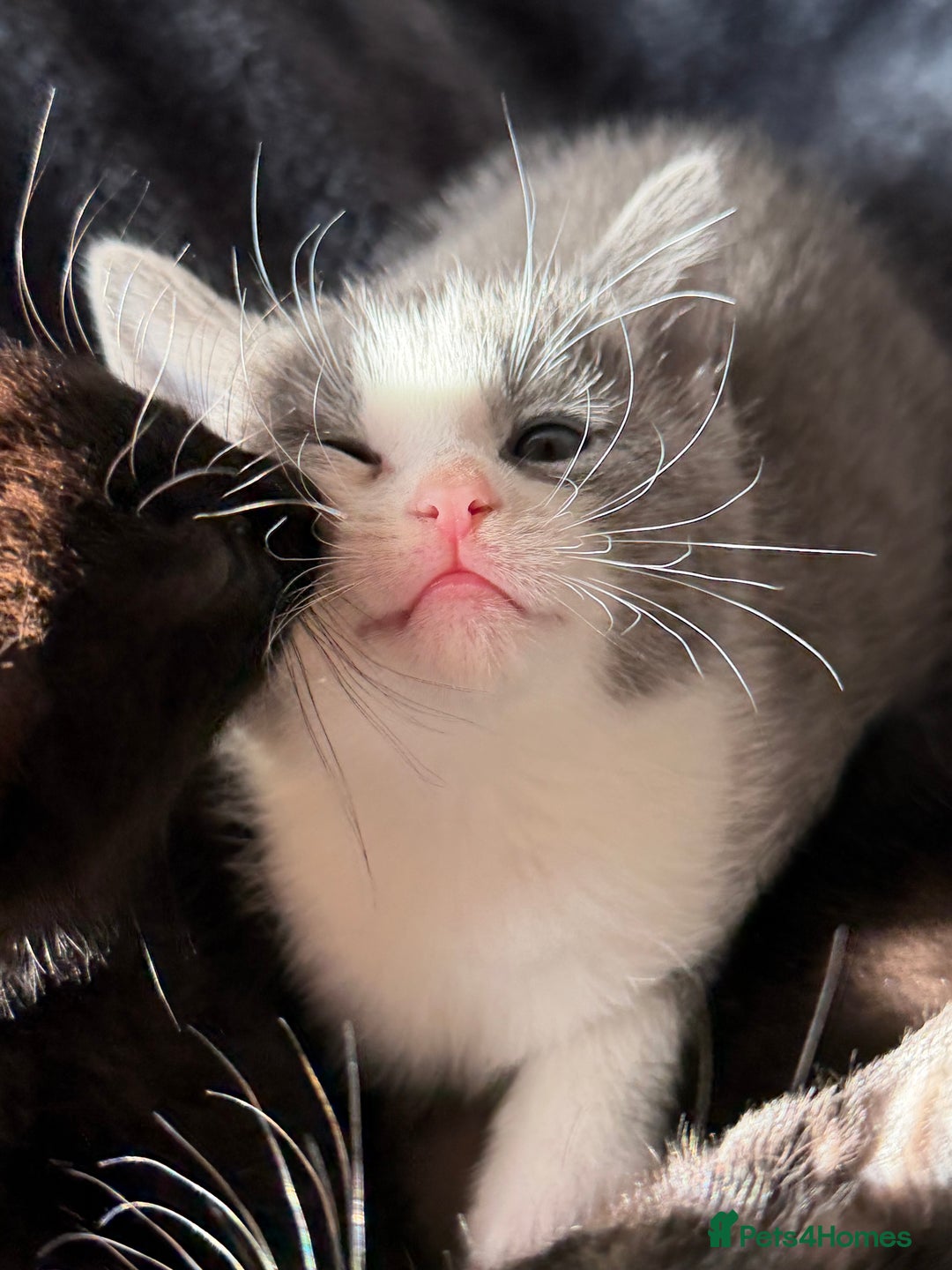 Russian Blue cats for sale: Russian Blue x BSH mixed breed Kittens  - Image 9