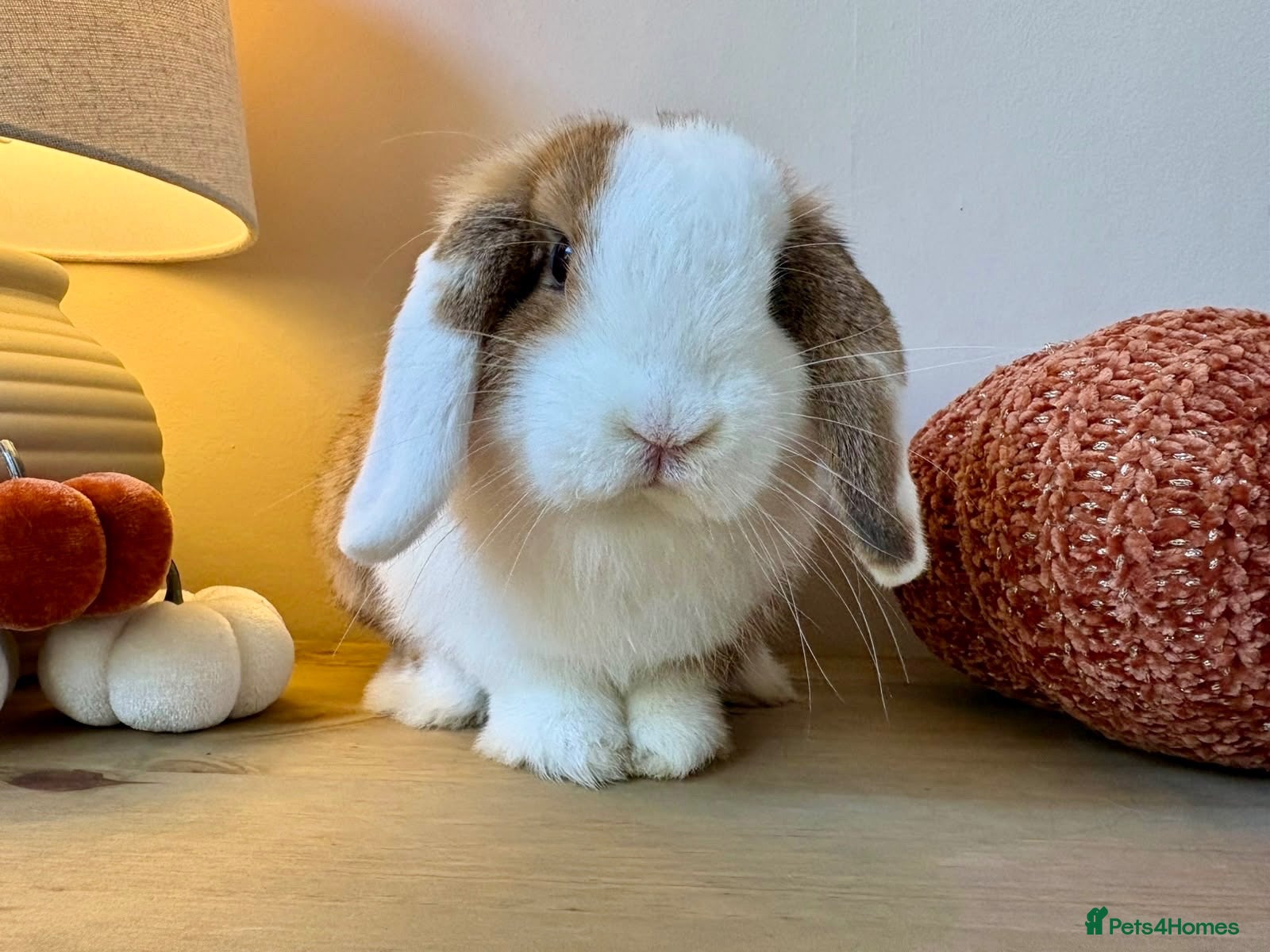 Mini Lop rabbits Beautiful Mini Lop Buck 🏠 - Advert 1