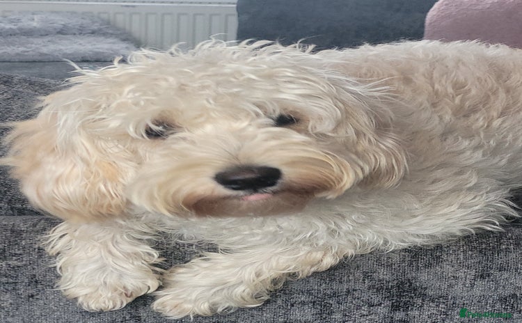 Cavapoo dogs - Advert 1