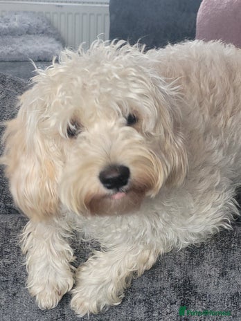 Cavapoo dogs - Advert 11