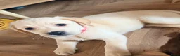 Goldador dogs for sale: 🐾 Stunning Goldador puppies 1 boy available 🐾 - Advert 6