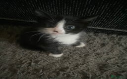 Bombay cats for sale: 3 kittens for sale - Image 1