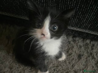 Bombay cats - Advert 11