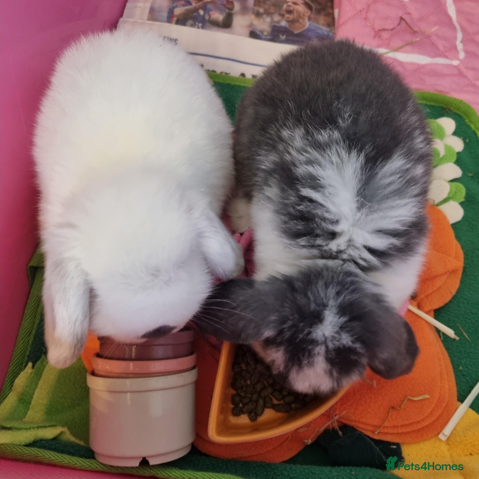 Mini Lop rabbits £150 for two mini lop baby bunnies x2 lots.  - Advert 10