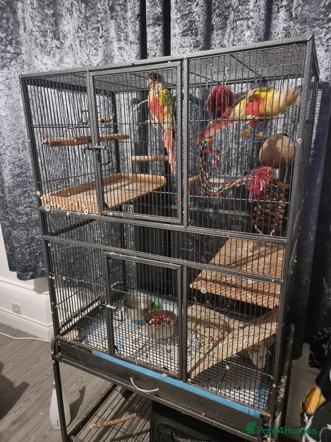 Conures birds for sale: 2 pineapple conures  - Advert 11
