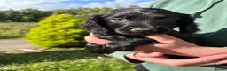 Cocker Spaniel dogs for sale: Beautiful Cocker Spaniel Puppies  in Helston - Advert 14