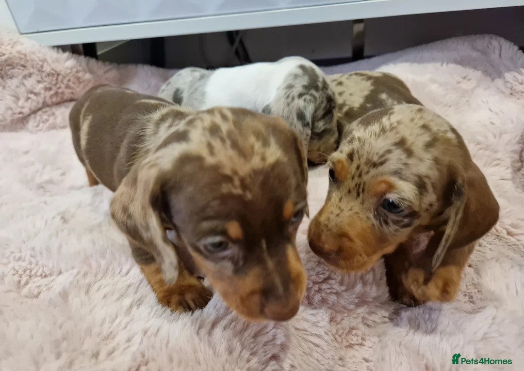 Miniature Dachshund dogs for sale:  Adorable Miniature Dachshund Puppies - Image 5