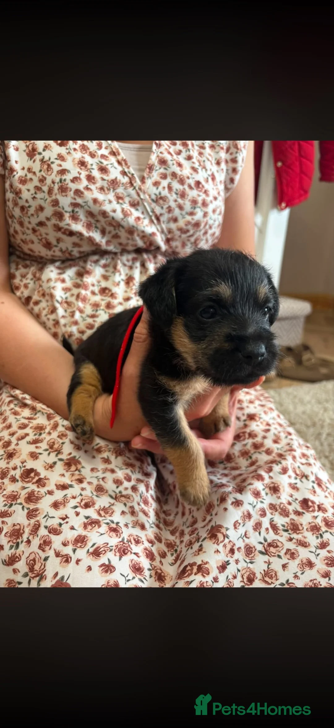 Mixed Breed dogs for sale: 3x 3/4 border terrier 1/4 jack Russel dogs  - Advert 2