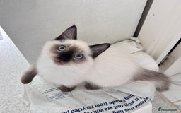 Ragdoll cats for sale: Beautiful Ragdoll kittens available  - Image 7