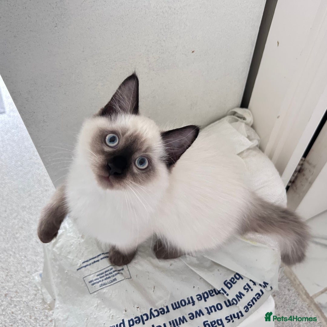 Ragdoll cats for sale: Beautiful Ragdoll kittens available  - Image 7