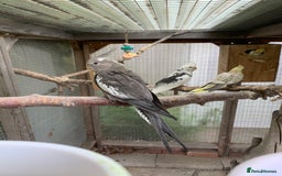 Cockatiels birds for sale: White Face Cockatiels For Sale  - Image 4