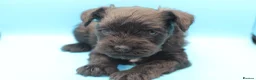 Miniature Schnauzer dogs for sale: 🌟 Exceptional KC Miniature Schnauzer Puppies 🌟 - Advert 20
