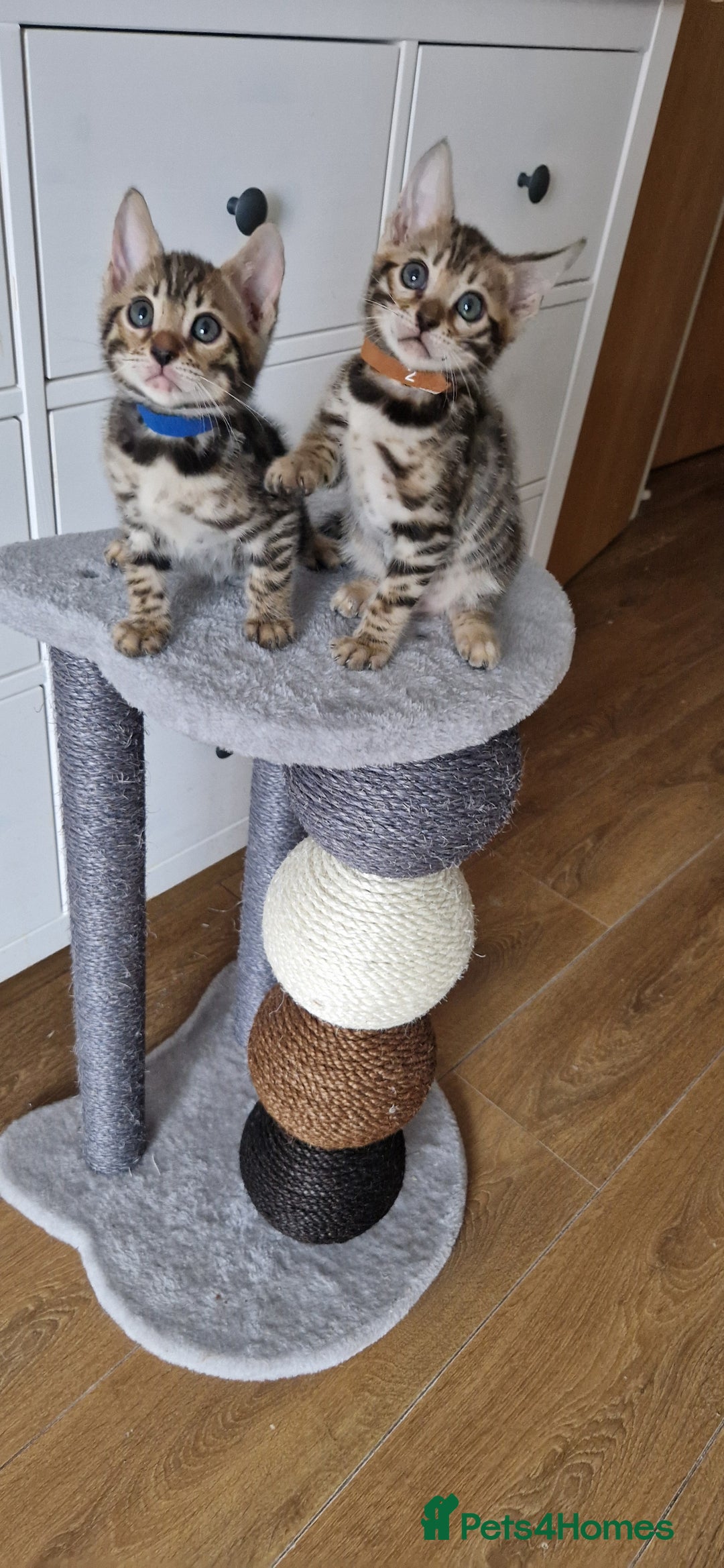 Bengal cats for sale: Beautiful kittens 🥰 - Advert 29