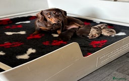 Miniature Dachshund dogs for sale: Kc miniature Dachshunds 2  girls  left  - Image 7