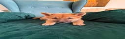 Japanese Shiba Inu dogs for sale: Last Lovely Shiba Inu Puppy, Ready for home now! - Advert 4