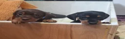 Dachshund dogs for sale: Two male dachshund puppies  in Langport - Advert 9