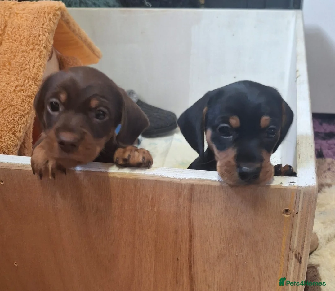 Dachshund dogs for sale: Two male dachshund puppies  in Langport - Advert 9