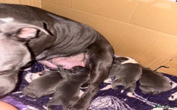 Staffordshire Bull Terrier dogs for sale: Blue staffordshire bull terrier puppies  - Image 6