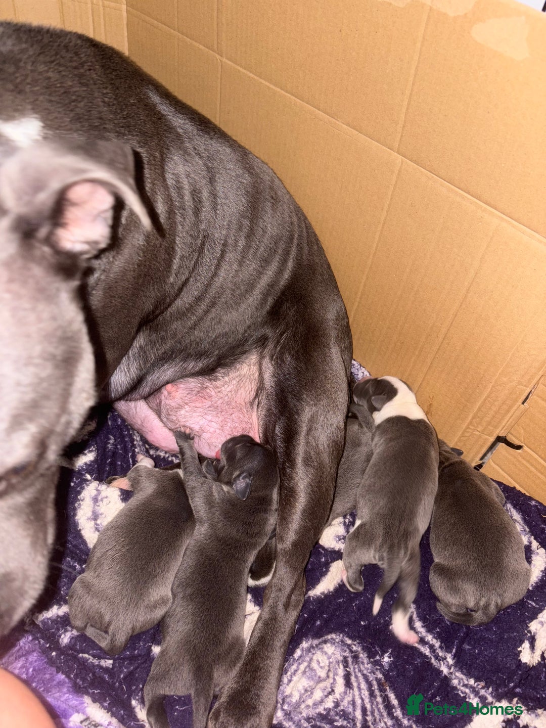 Staffordshire Bull Terrier dogs for sale: Blue staffordshire bull terrier puppies  - Image 6