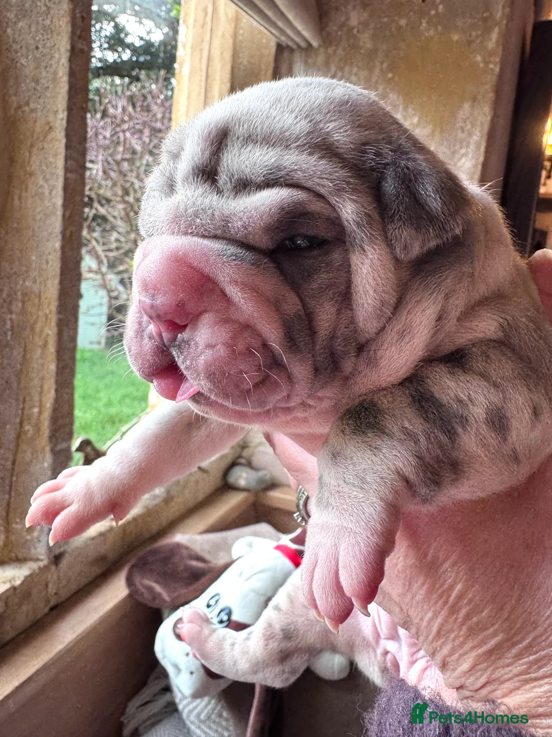 Shar Pei dogs for sale: Stunning Bullpei Puppies (Sharpei/English Bulldog) - Advert 13