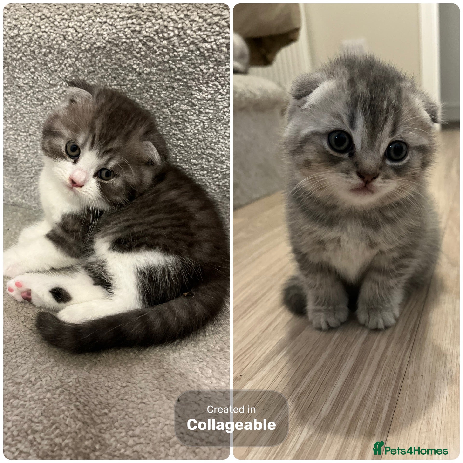 Scottish Fold cats for sale: British shorthair mix with Scottish fold  - Advert 13