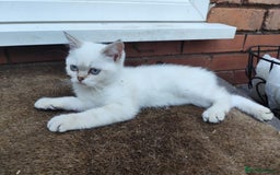 British Shorthair cats for sale: British short hair pure breed - Image 3