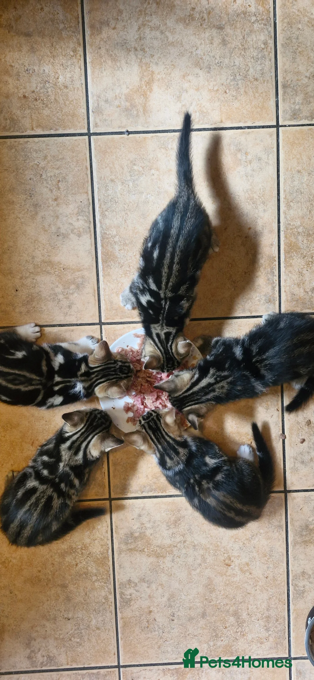 Bengal cats for sale: Bengal mix kittens for sale - Advert 2