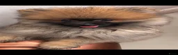 Pomeranian dogs for sale: Beautiful kc registered pedigree Poms  - Advert 3