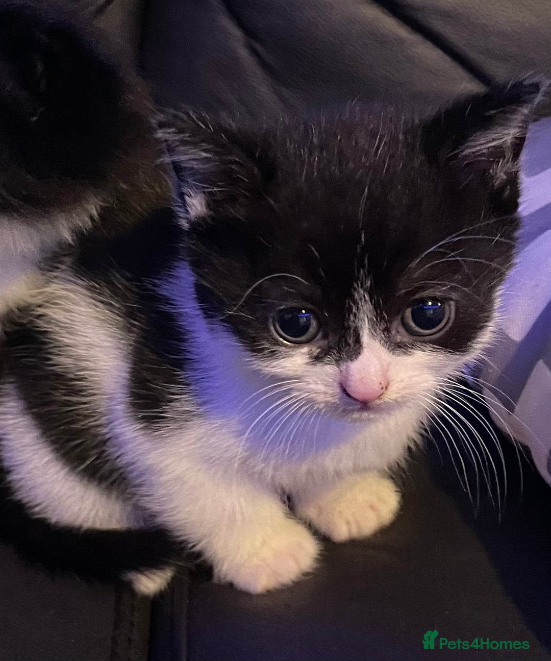 Mixed Breed cats for sale: Female White & Black Kitten - Image 1