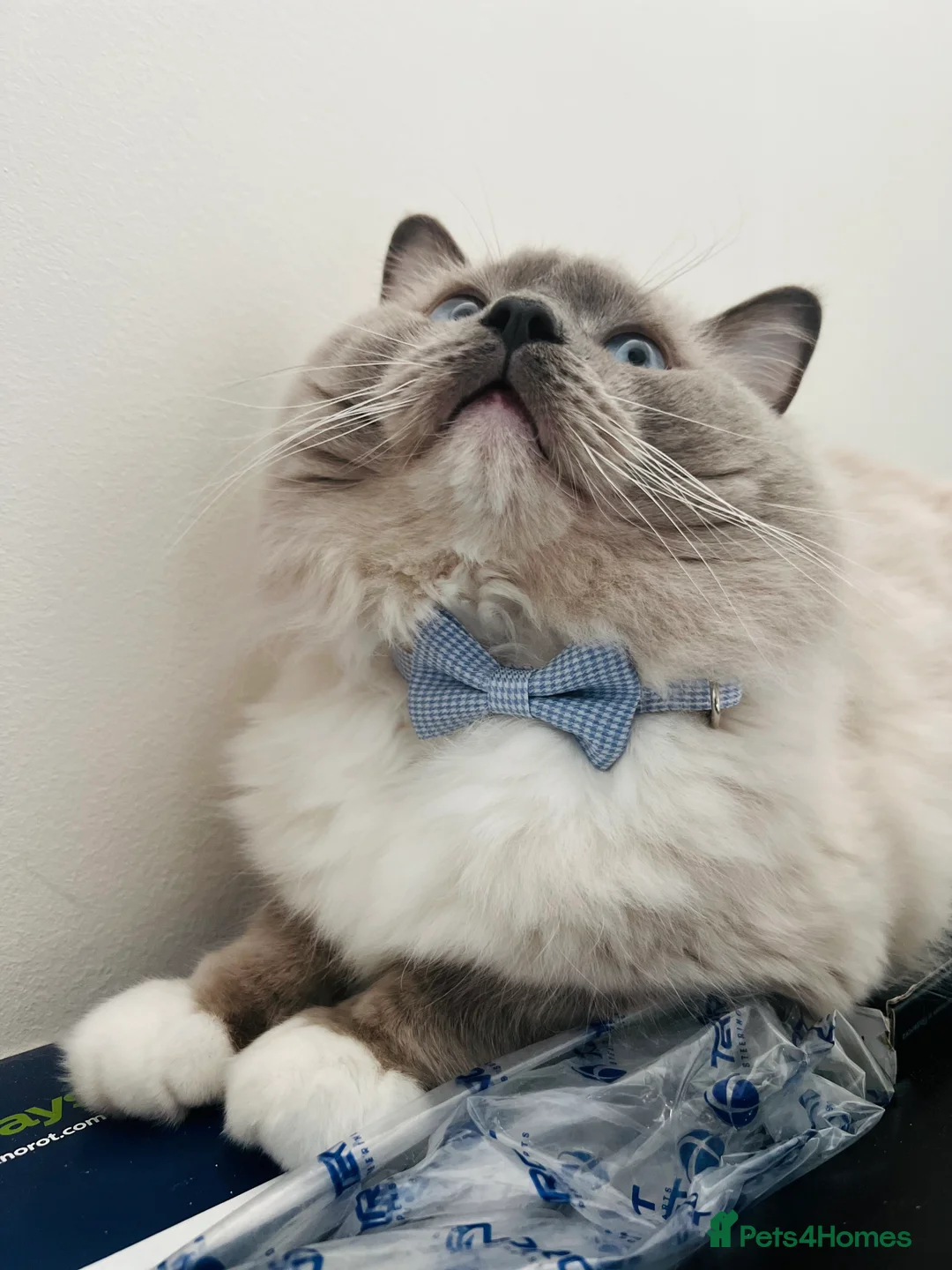 Ragdoll cats for stud: GCCF & TICA registered stud, champion bloodline    in London - Advert 23