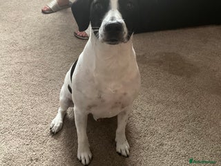 English Springer Spaniel dogs - Advert 12