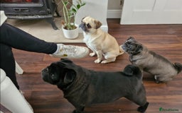 Pug dogs for adoption: 💖🐶 LOLA 🐶💖 - Image 15