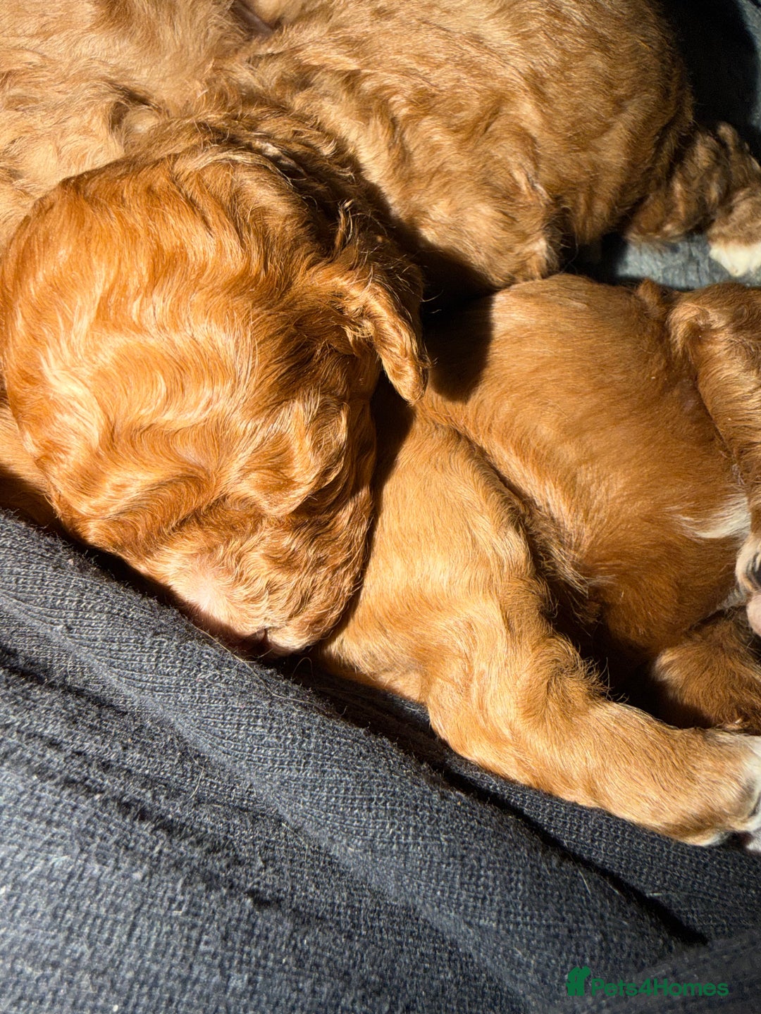 Cavapoo dogs for sale: *Only 1 left *beautiful Cavapoo puppies  - Advert 5