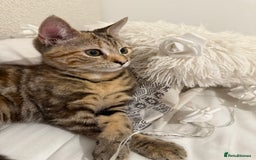 Mixed Breed cats for sale: Looking for a Loving Home for My Cat 🐾 - Image 3