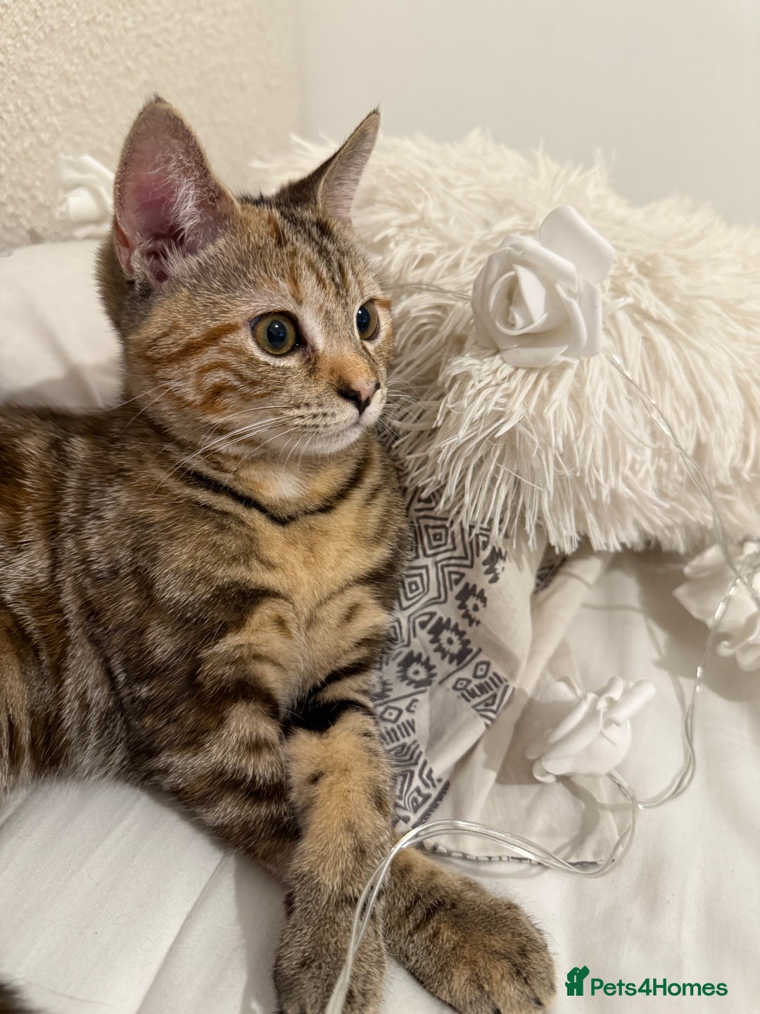 Mixed Breed cats for sale: Looking for a Loving Home for My Cat 🐾 - Image 3