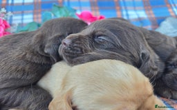 Cockerdor dogs for sale: F1 cockerdor puppies , cocker x labrador  - Image 10