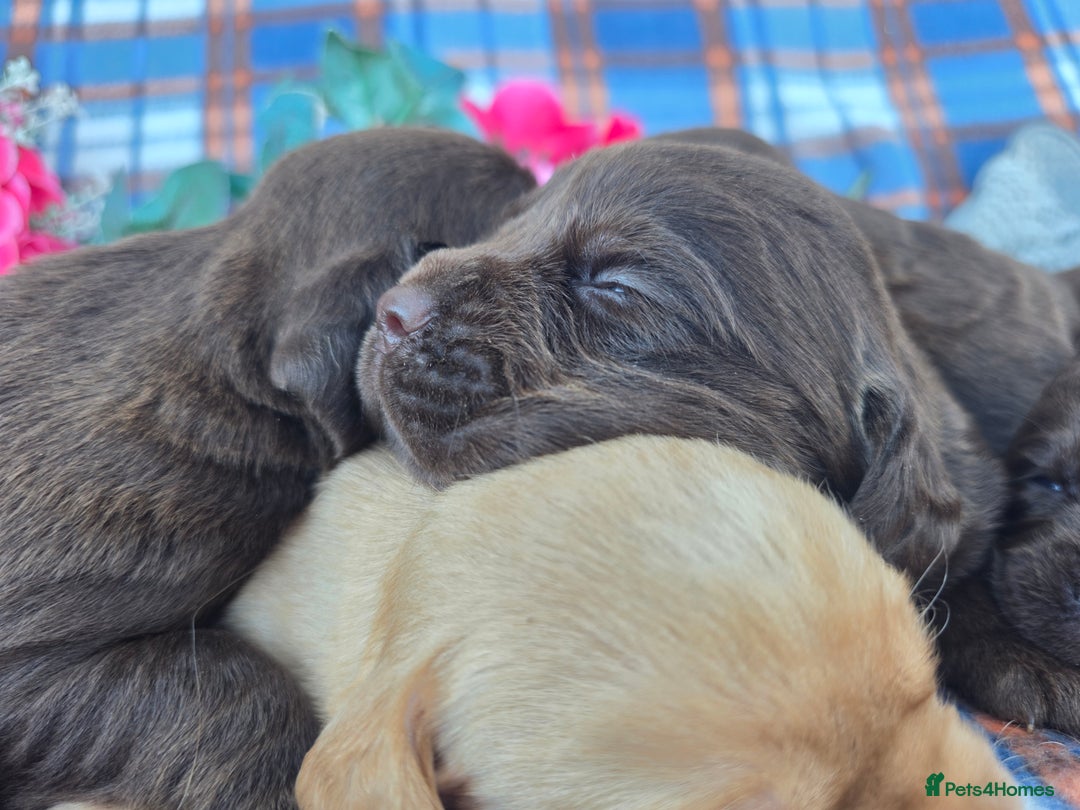 Cockerdor dogs for sale: F1 cockerdor puppies , cocker x labrador  - Image 10