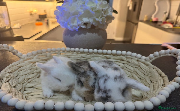 Mini Lop rabbits Mini lop babies  - Advert 1