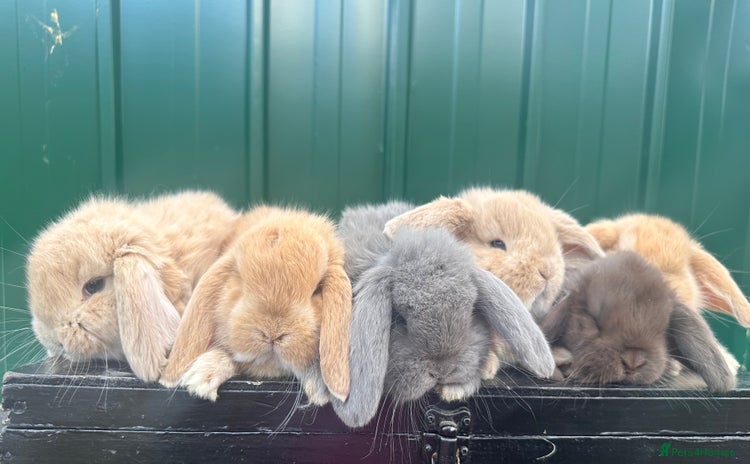 French Lop rabbits - Advert 1