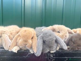 French Lop rabbits French lops - Advert 1