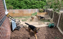 German Shepherd dogs for sale: Long-Medium hair pure bred German Shepherds 🇩🇪 - Image 11