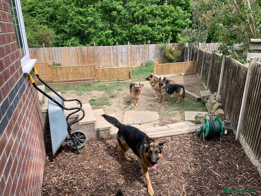 German Shepherd dogs for sale: Long-Medium hair pure bred German Shepherds 🇩🇪 - Image 11